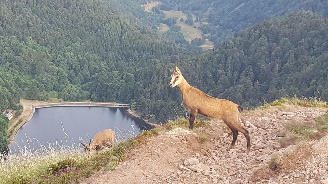 Naturezenkota Mittlach Kültér fotó